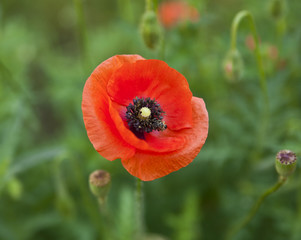 flower of poppy
