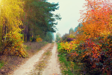 Rural dirt road in autumn with colorful trees
