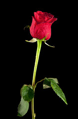 Fototapeta premium rose