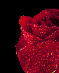 red rose in the drops of dew