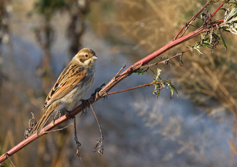 Common reed bunting on the weed 