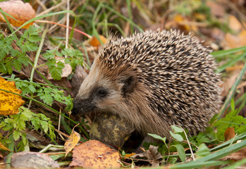 European hedgehog in forest 