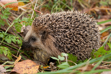 European hedgehog in forest 