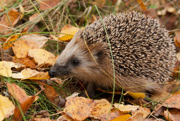 European hedgehog in autumn forest