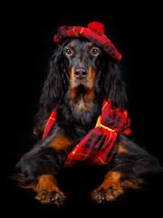 setter gordon dog