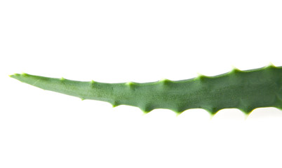 aloe