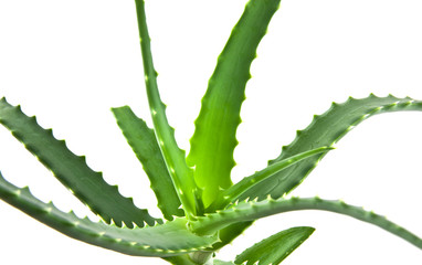 aloe