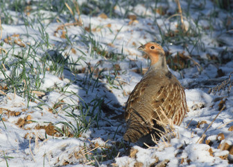 Grey partridge