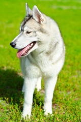 husky dog