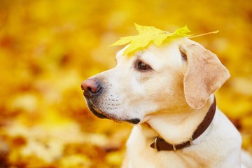 Dog in autumn