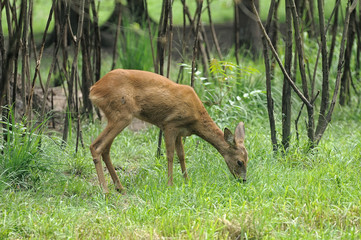Young deer