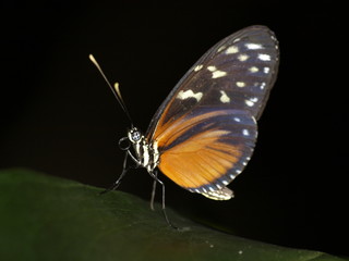 Schmetterling