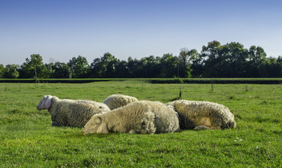 Young sheep lying with flock