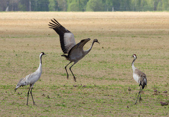 Obraz premium Common cranes 