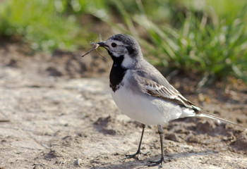 White Wagtail 