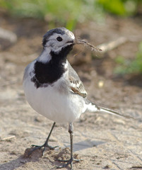 White Wagtail 