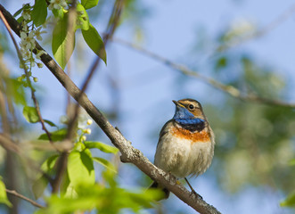 Bluethroat on the bird cherry tree 