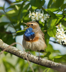 Bluethroat on the bird cherry tree 