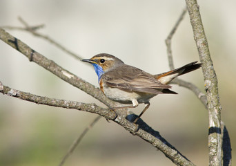 Bluethroat on branch 