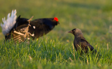 Black Grouse and jackdaw 