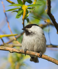 Willow Tit on the branch 