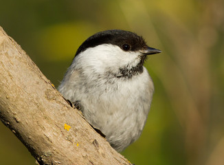 Willow Tit on the branch