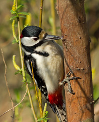 Great Spotted Woodpecker drinks tree sap 