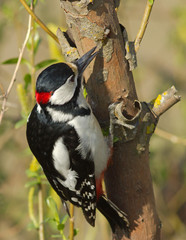 Great Spotted Woodpecker drinks tree sap 
