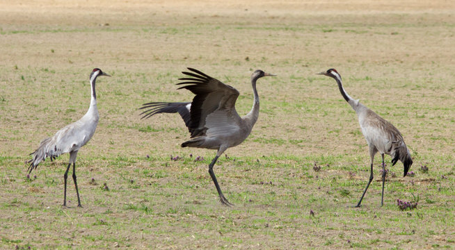 Common cranes 