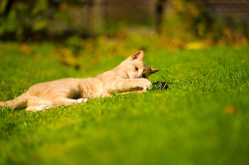 Funny cat on green grass