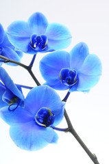 Plakat Blue flower orchid
