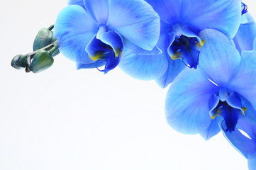 Naklejka na ściany i meble Blue flower orchid