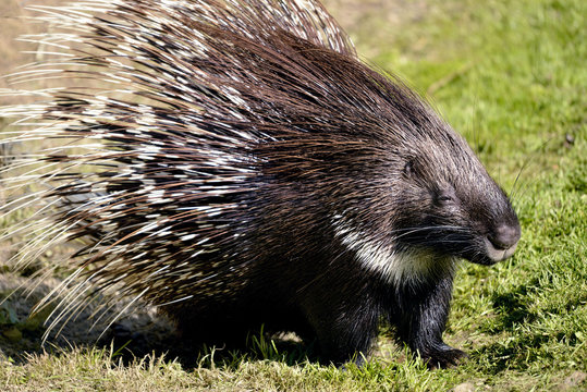 Indian Crested Porcupine on grass