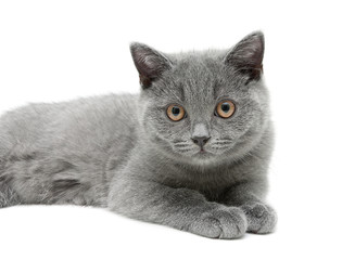 gray kitten lies on a white background