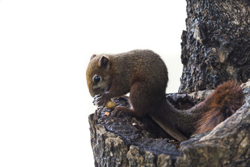 Squirrel eating on the tree