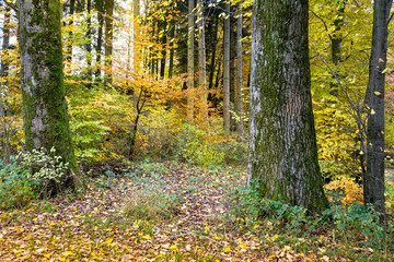 Herbstwald
