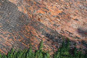 brick wall and ivy