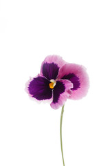 viola flower