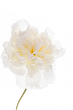 Fototapeta peony on the white