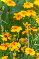 Fototapeta premium Blooming marigolds flowers