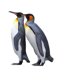 Two isolated emperor penguins - 73153764