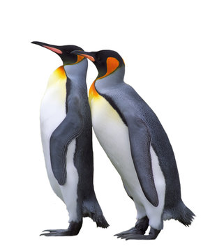 Two isolated emperor penguins