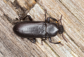 Menephilus cylindricus on wood