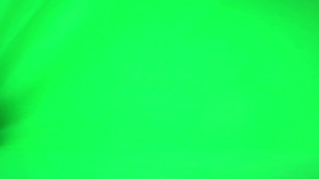 Rabbit on green screen