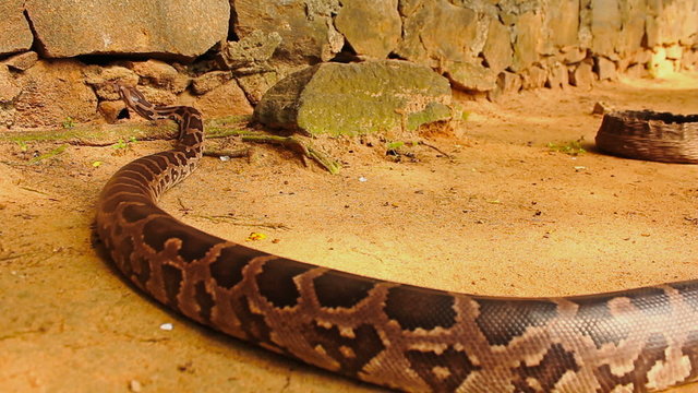 Asia Sri Lanka python snake crawls 
Camera: a slight movement