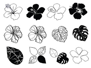 Black and white flowers of hibiscus, vector illustration