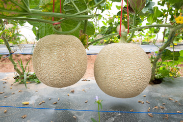 Netted melon crop