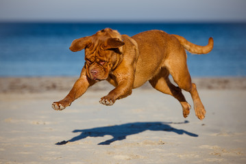 funny dogue de bordeaux in a jump