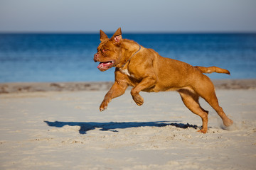 dogue de bordeaux running on the beach