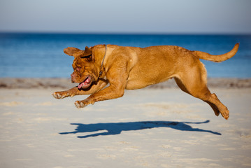 active dogue de bordeaux dog in a jump